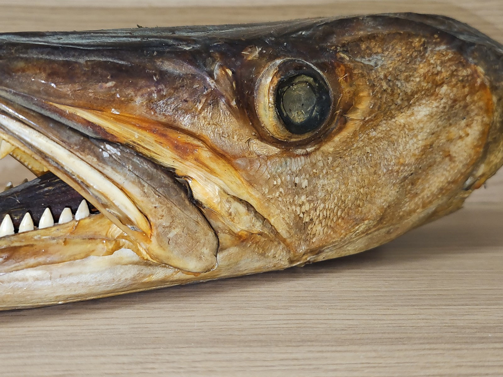 Ancienne tête de brochet naturalisée vintage, taxidermie, curiosité, déco rétro