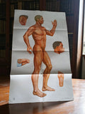 Affiche acupuncture chinoise vintage homme 65,5x106 cm anatomie murale