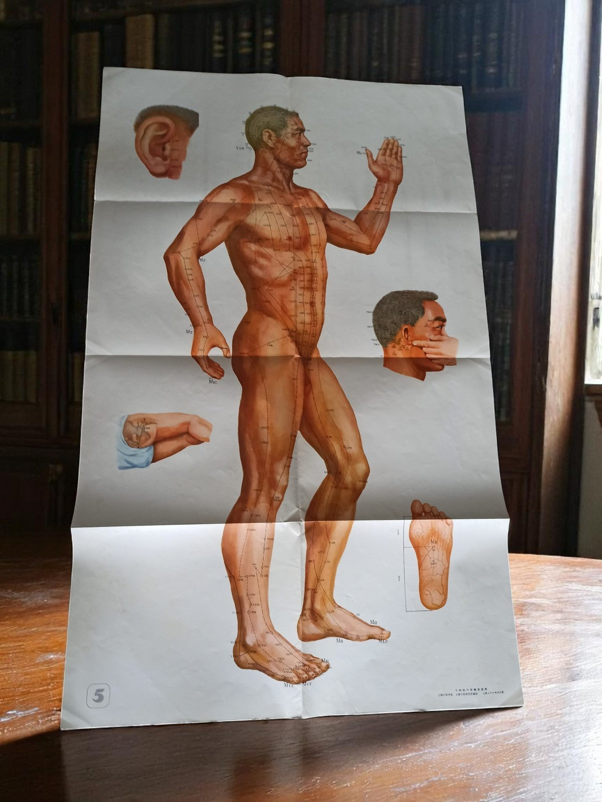 Affiche acupuncture chinoise vintage homme 65,5x106 cm anatomie murale