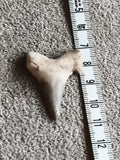 Fossile dent de requin, teinte beige et gris, pièce naturelle, paleontologie