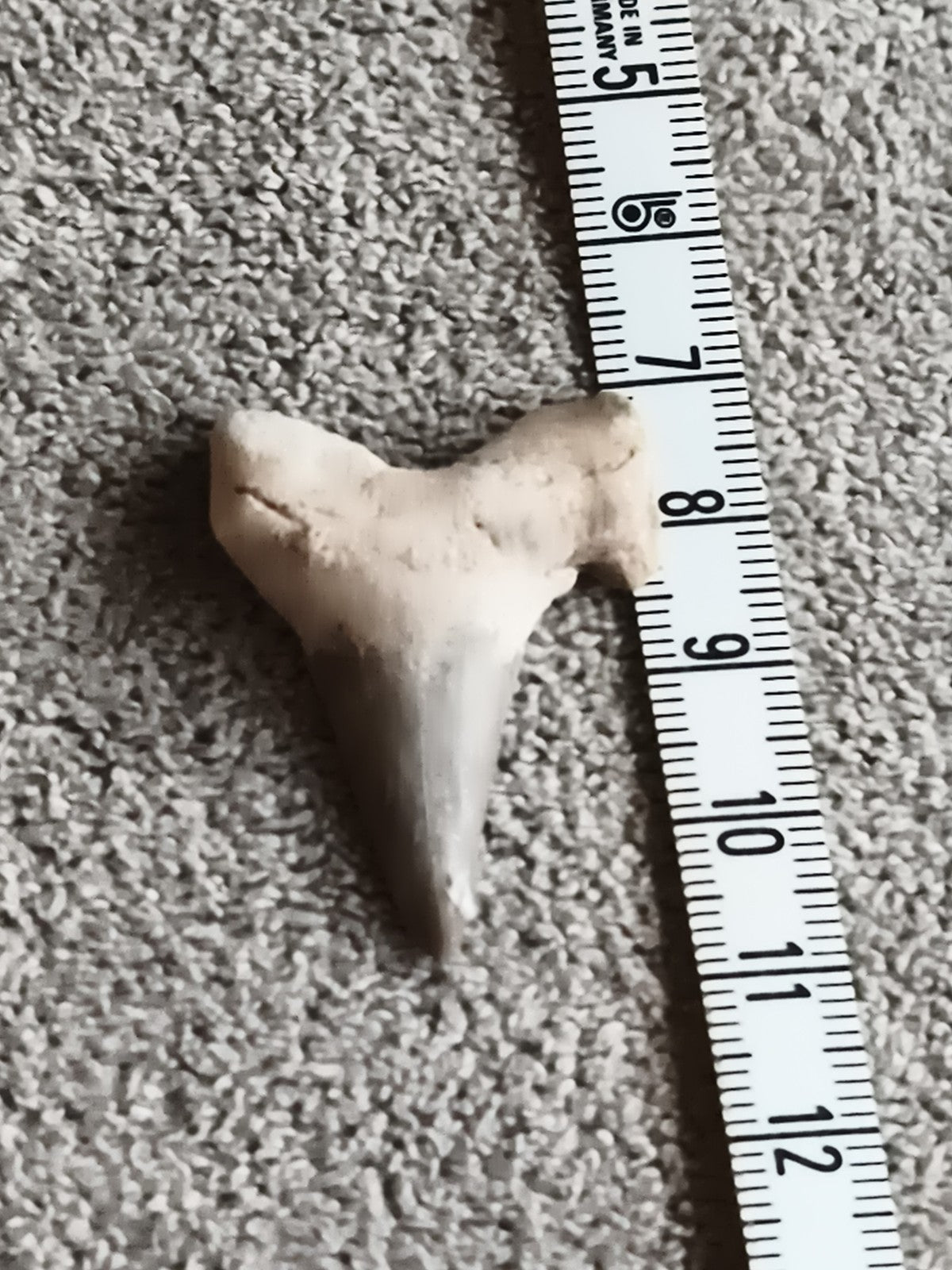Fossile dent de requin, teinte beige et gris, pièce naturelle, paleontologie
