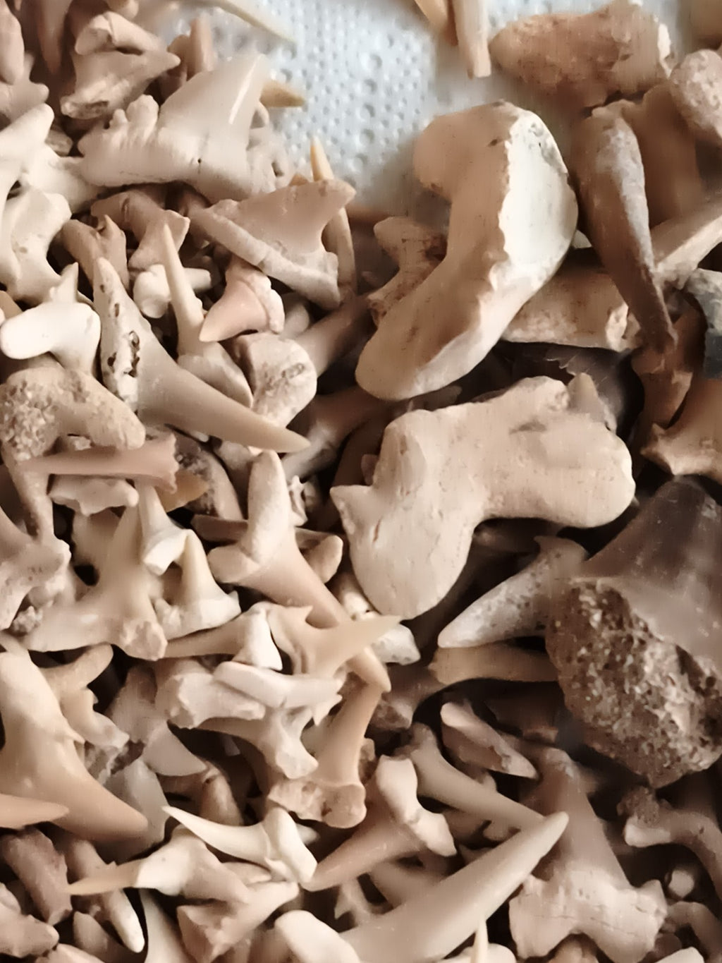 Gros lot dents de requin fossiles naturelles, couleurs beige marron, fossiles au
