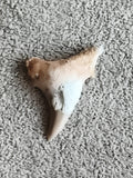 Dent fossile de requin aspect beige brun fossile shark tooth