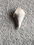 Fossile dent de requin aspect beige naturel minéral préhistoire paléontologie
