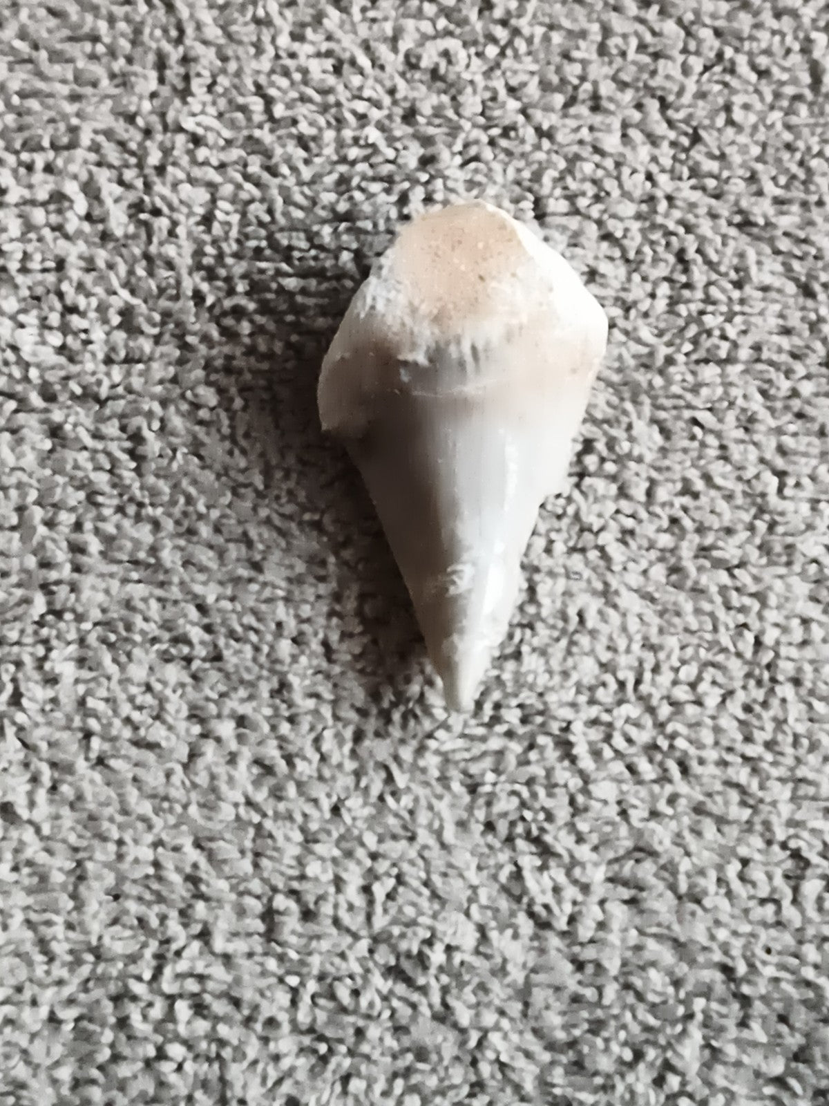 Fossile dent de requin aspect beige naturel minéral préhistoire paléontologie