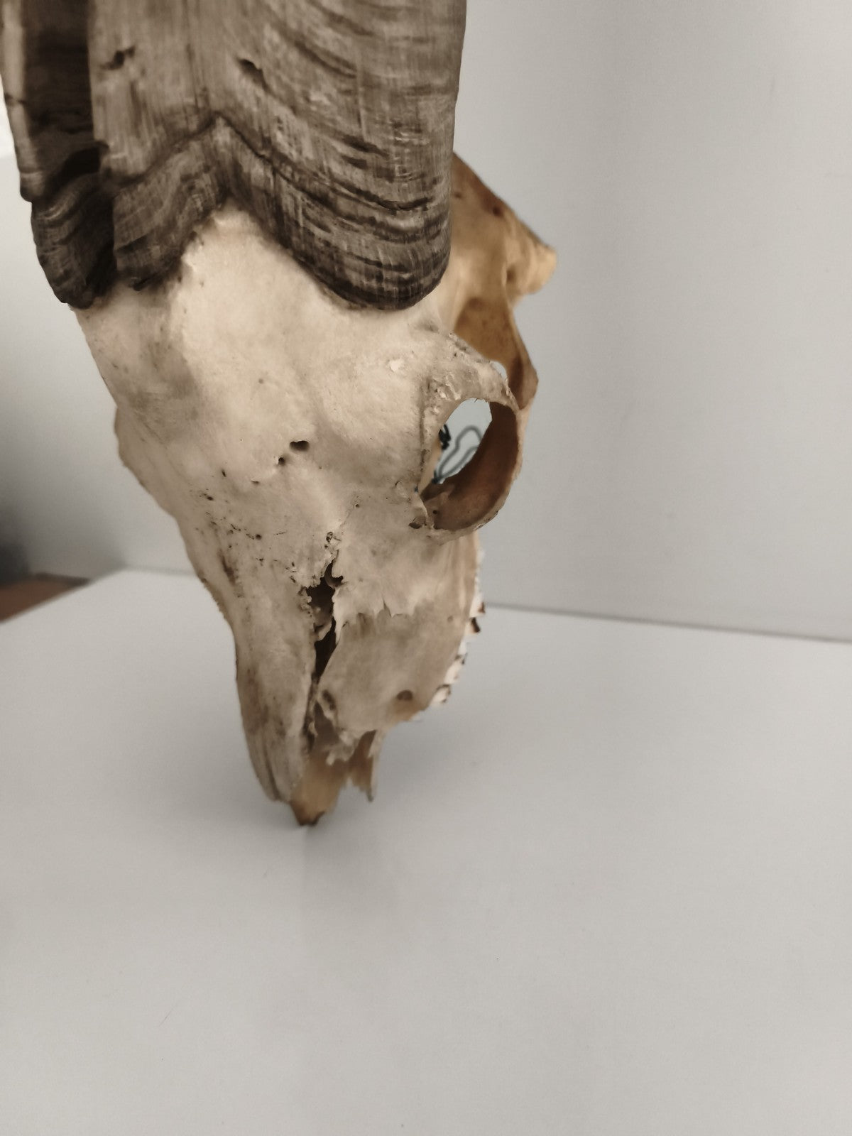 Crâne ancien avec très grandes cornes spirales taxidermie déco naturelle