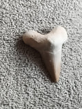 Fossile dent de requin triangulaire teinte beige pale minéral naturel