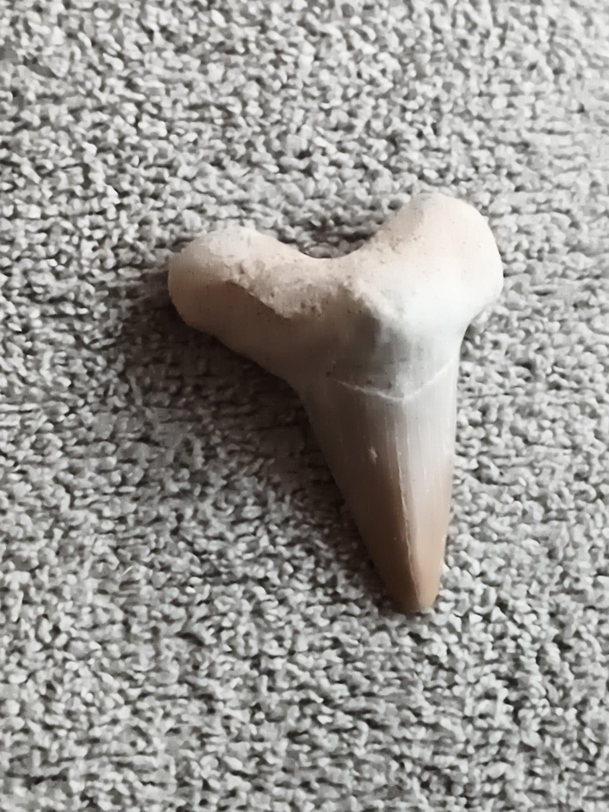 Fossile dent de requin triangulaire teinte beige pale minéral naturel