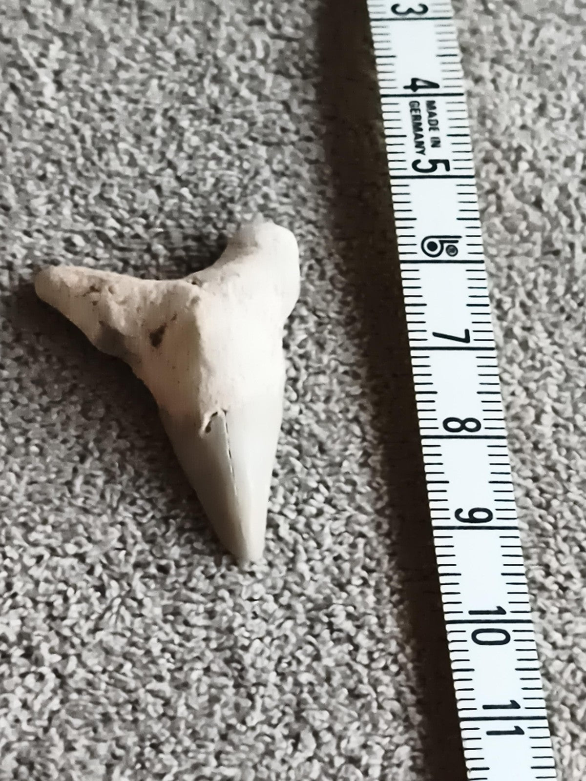 Dent fossile requin triangulaire teinte claire fossil shark tooth