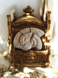 Ammonite fossile Jurassique spirale beige – pièce naturelle décor minéral