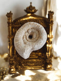 Fossile d’ammonite Jurassique spiralée beige – spécimen naturel décoratif