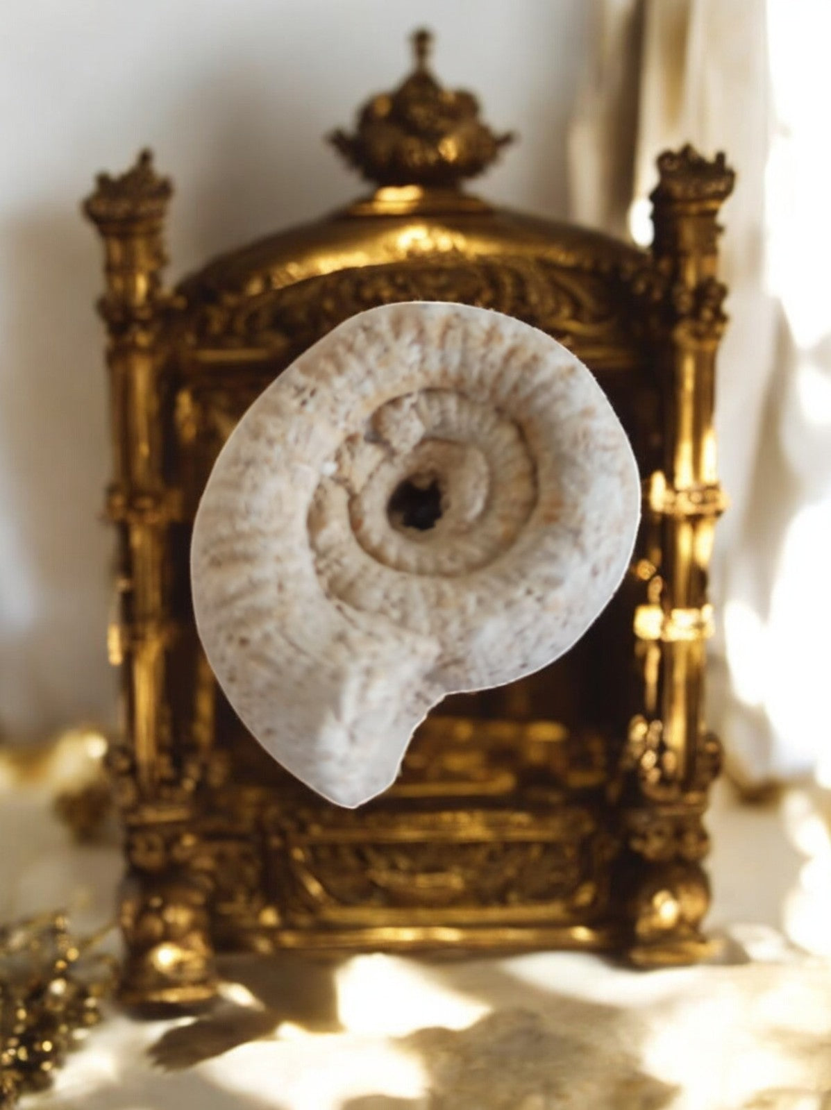 Fossile d’ammonite Jurassique spiralée beige – spécimen naturel décoratif