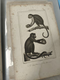 Ancienne gravure XIXe animalier singes ? planche illustrée mammifères déco