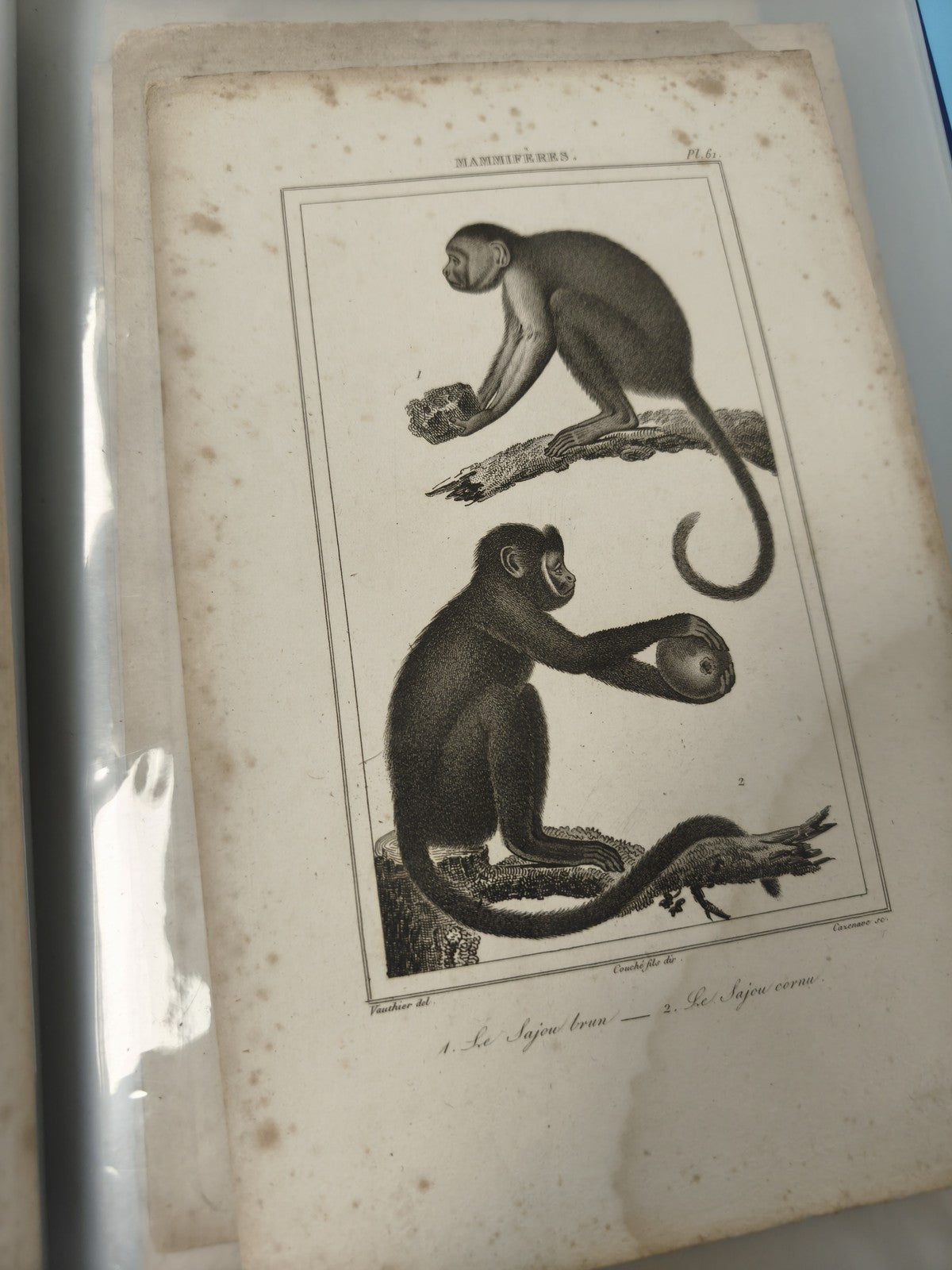 Ancienne gravure XIXe animalier singes ? planche illustrée mammifères déco