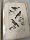 Ancienne gravure XIXe animalier oiseaux ? planche illustrée vintage collection