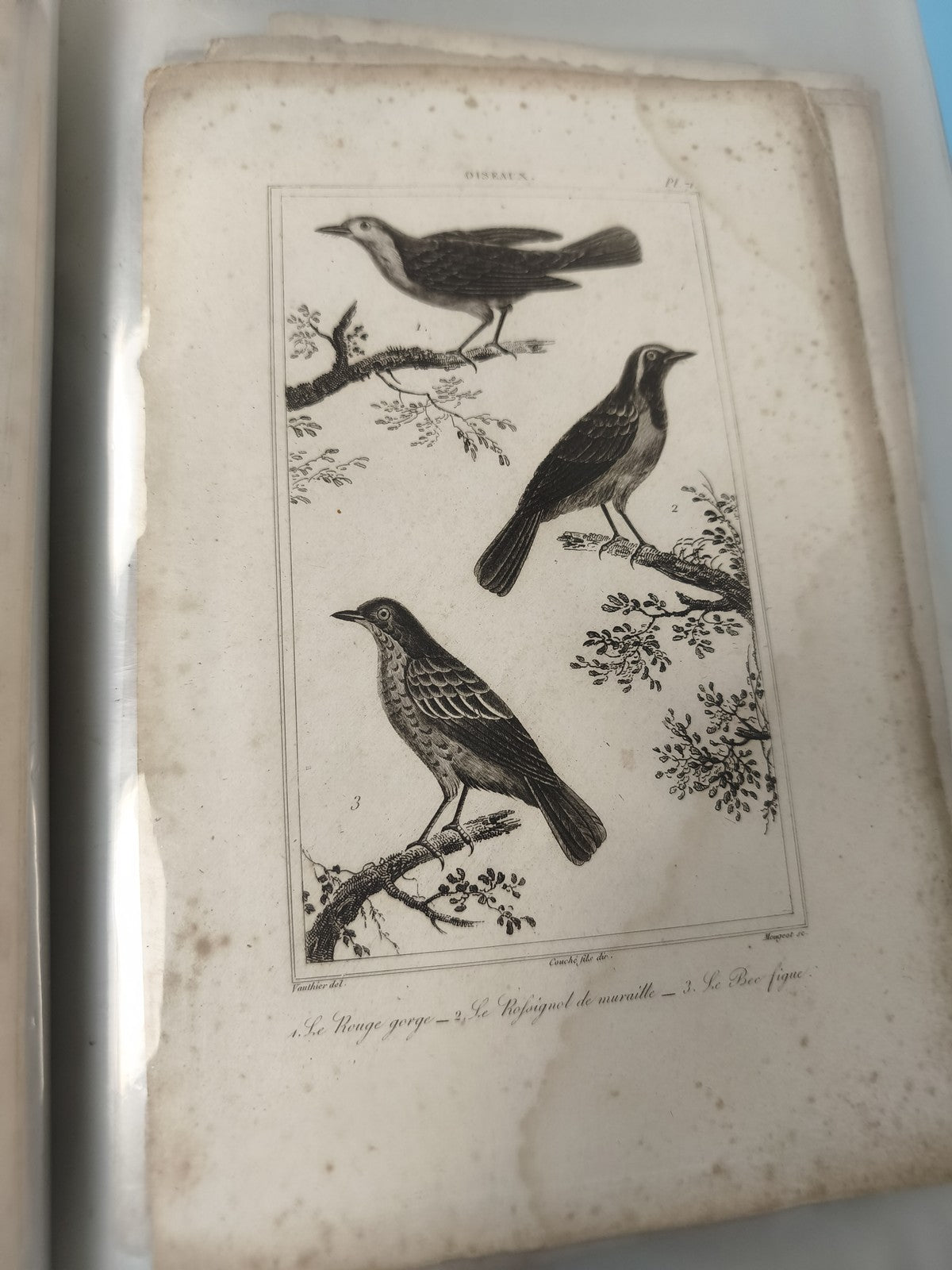Ancienne gravure XIXe animalier oiseaux ? planche illustrée vintage collection