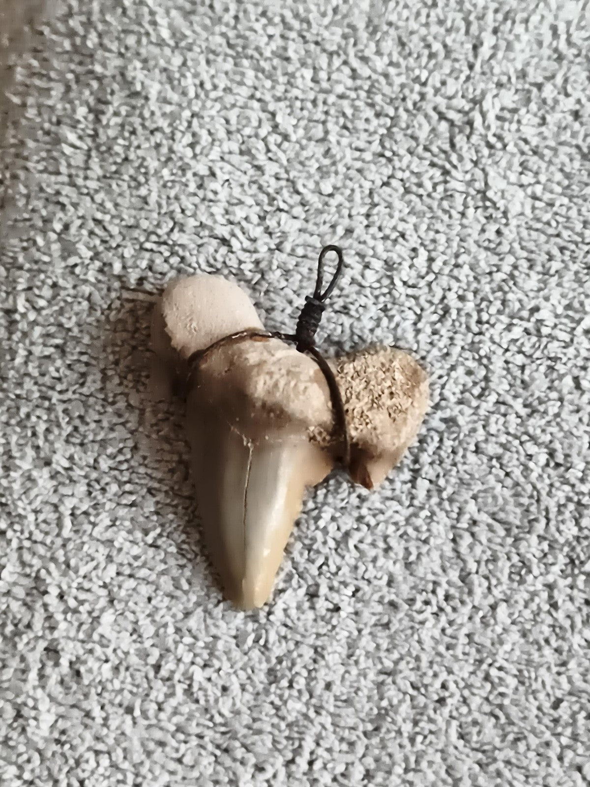 Fossile dent de requin avec racine et fil métallique pendentif
