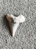 Fossile dent de requin triangulaire teinte claire préhistorique