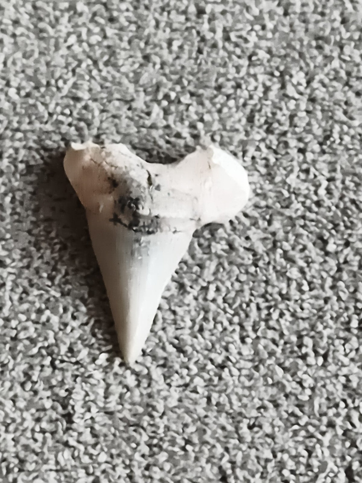 Fossile dent de requin triangulaire teinte claire préhistorique