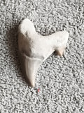 Fossile dent de requin grise avec gangue naturelle vestige préhistorique