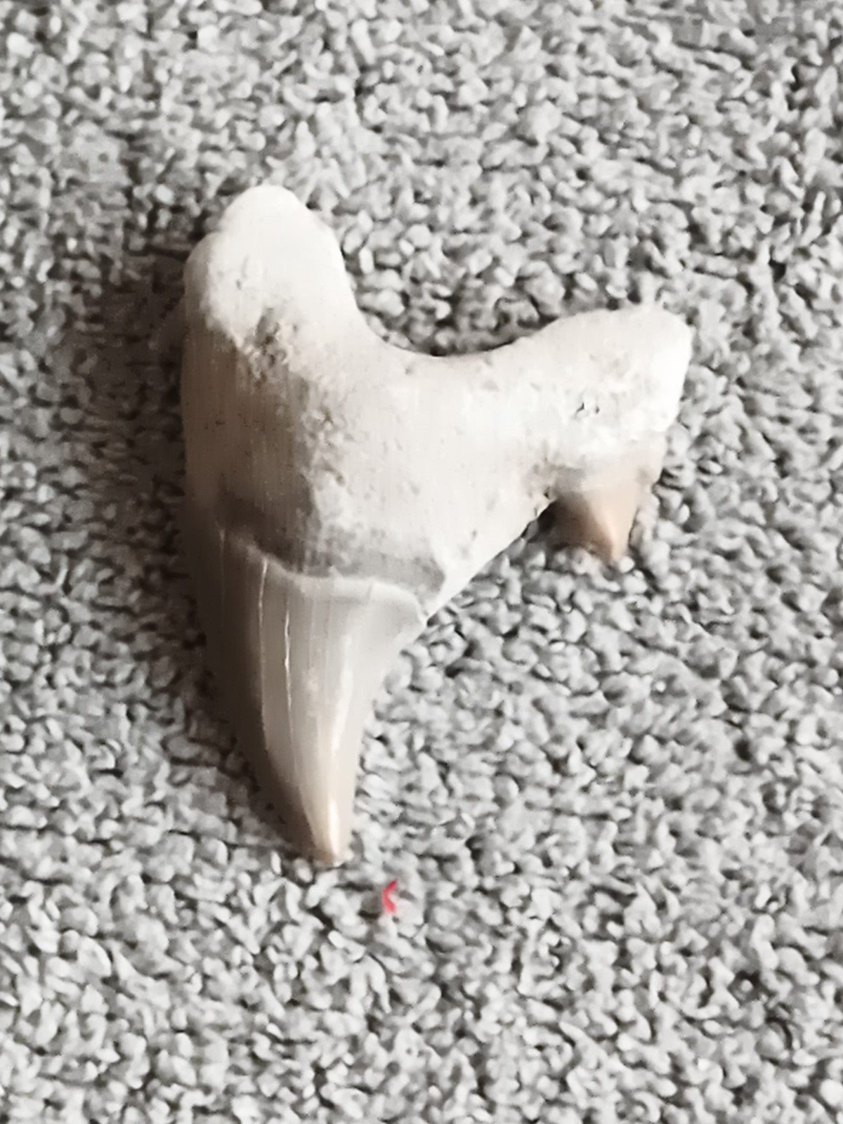 Fossile dent de requin grise avec gangue naturelle vestige préhistorique