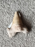 Fossile dent de requin triangulaire aspect beige naturel