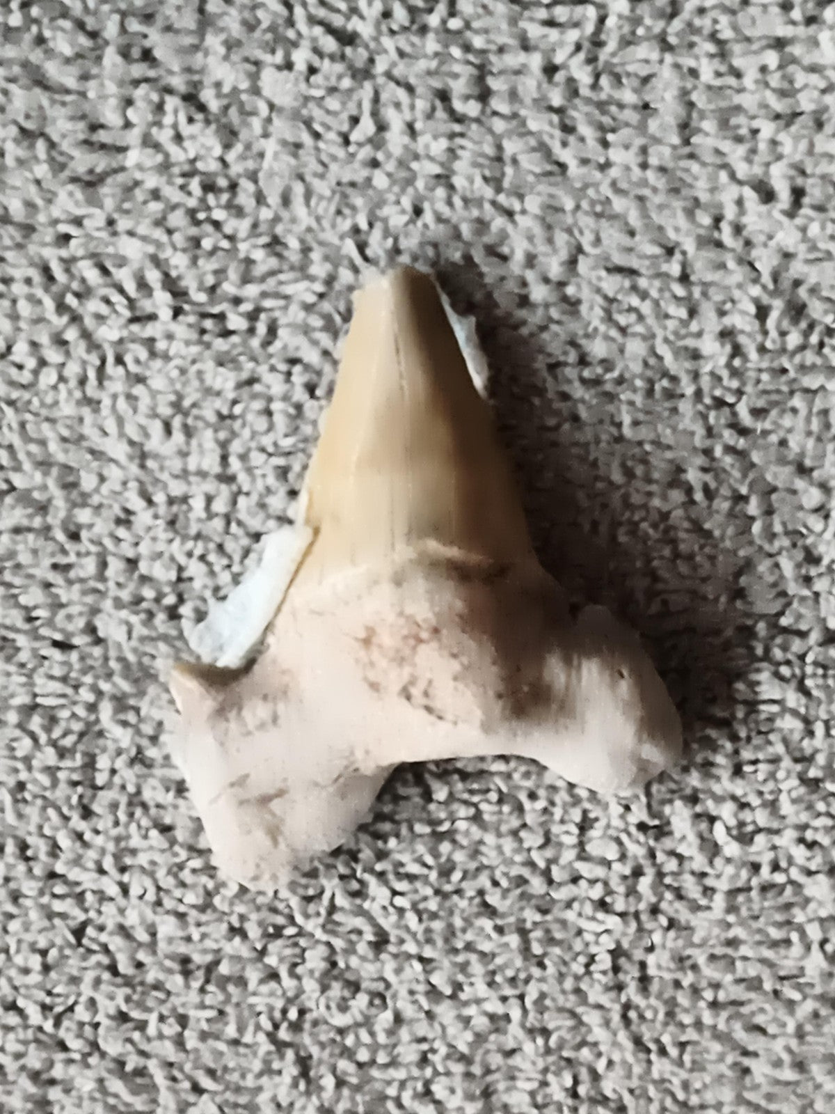 Fossile dent de requin triangulaire aspect beige naturel