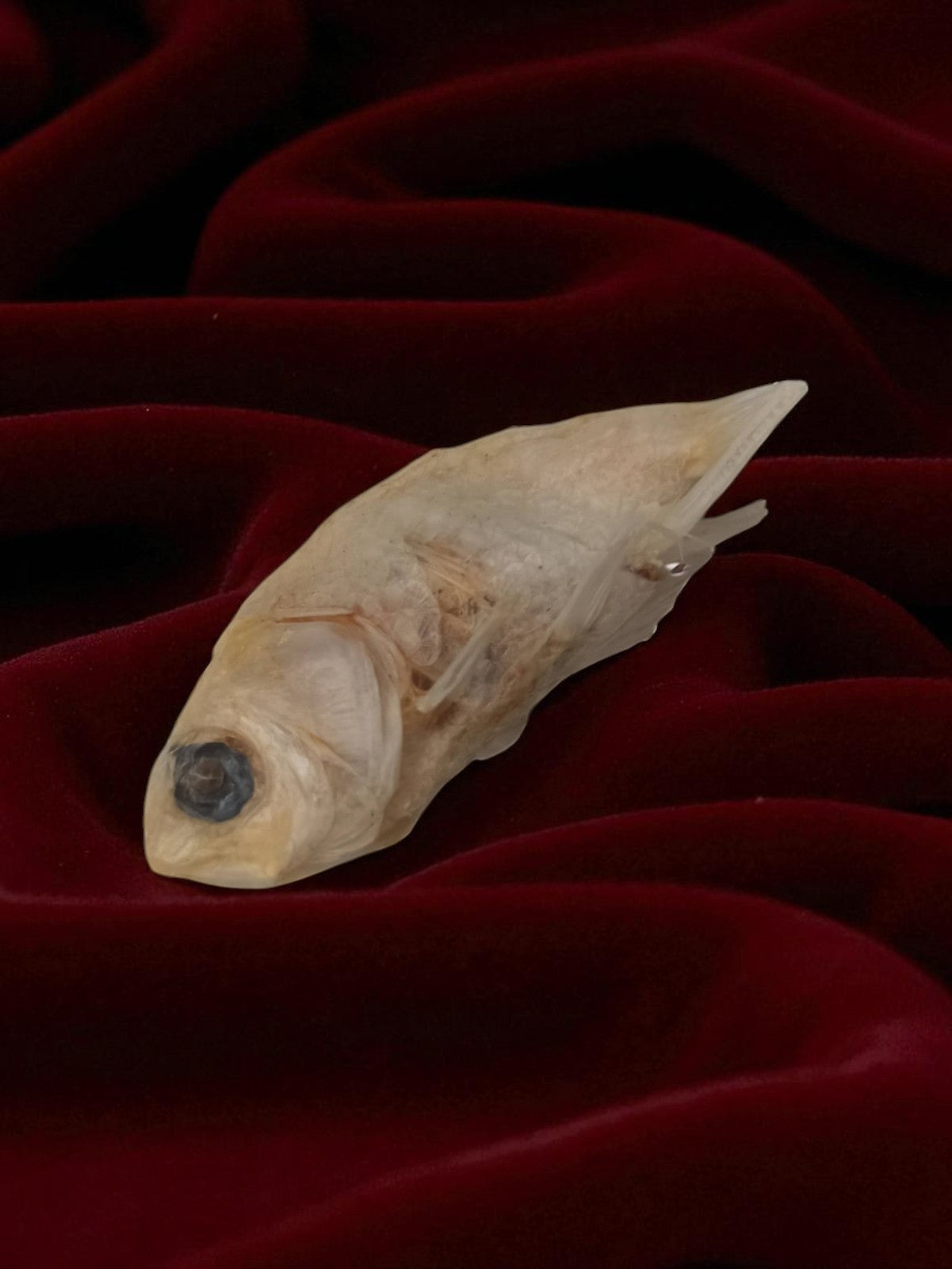 Petit poisson naturalisé ancien taxidermie déco cabinet de curiosités vintage