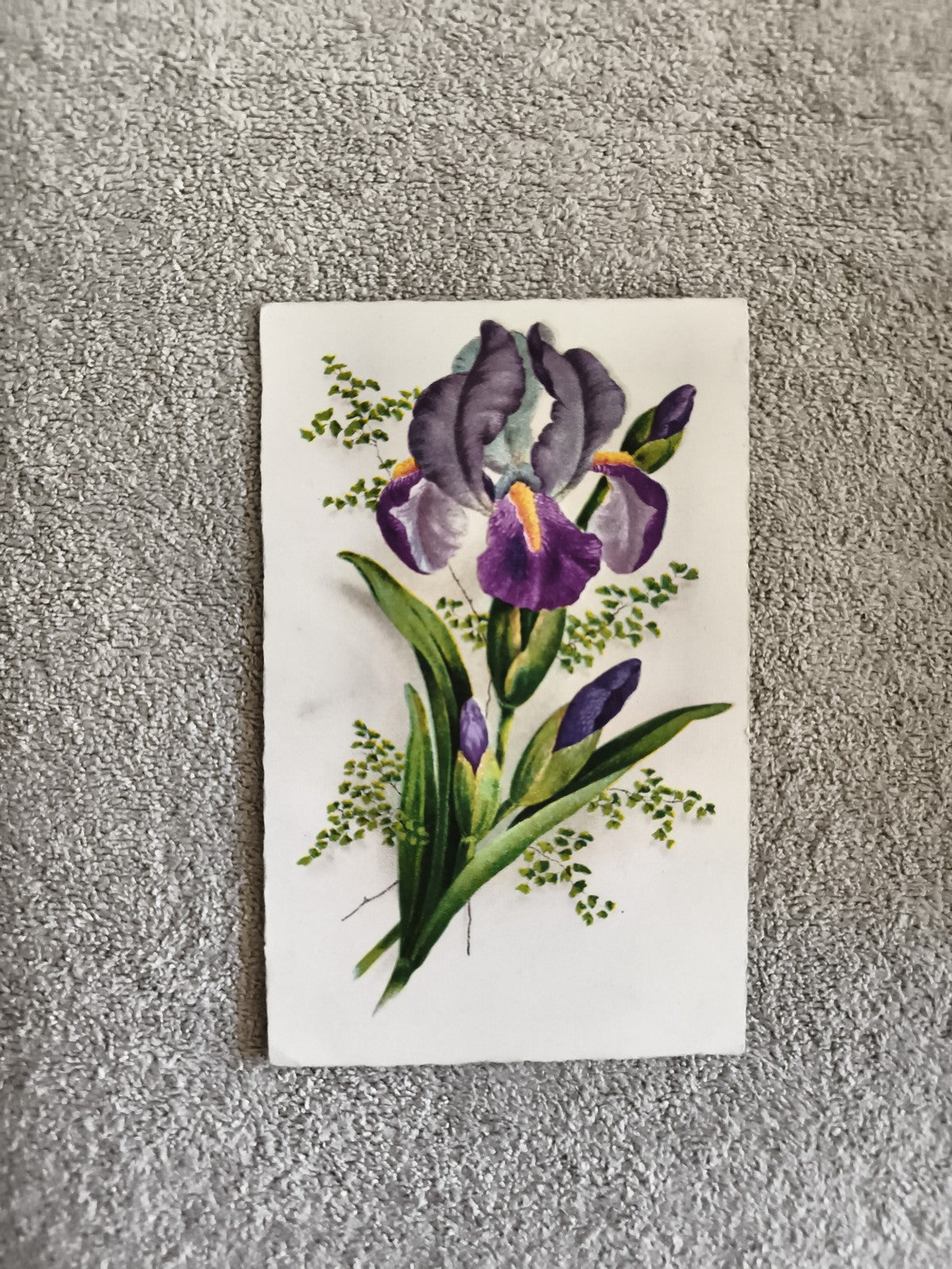 Carte postale illustrée iris violet CPA fleur botanique