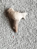 Fossile dent de requin aspect naturel, teinte beige brun fossilisée