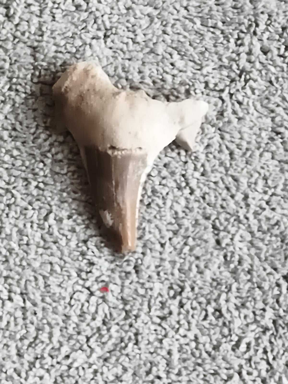 Fossile dent de requin aspect naturel, teinte beige brun fossilisée