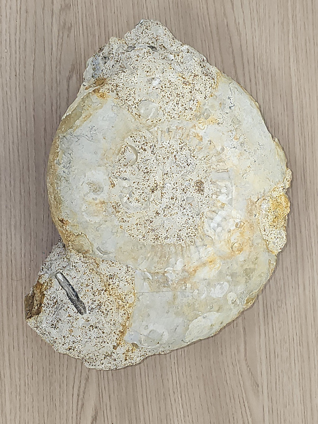 Grande ammonite fossilisée authentique du Texas pierre naturelle décoration