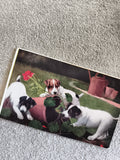 CPA carte postale illustrée chiots Jack Russell chiots fleurs jardin