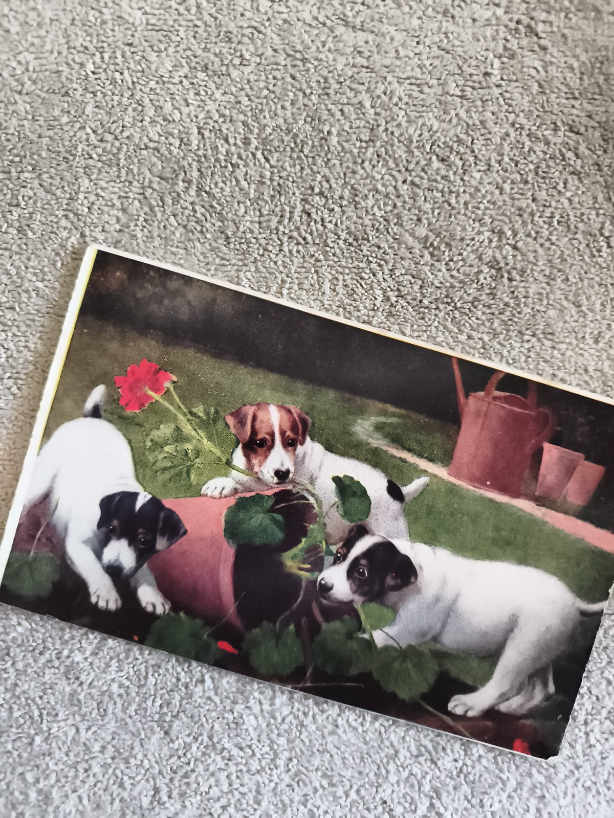 CPA carte postale illustrée chiots Jack Russell chiots fleurs jardin