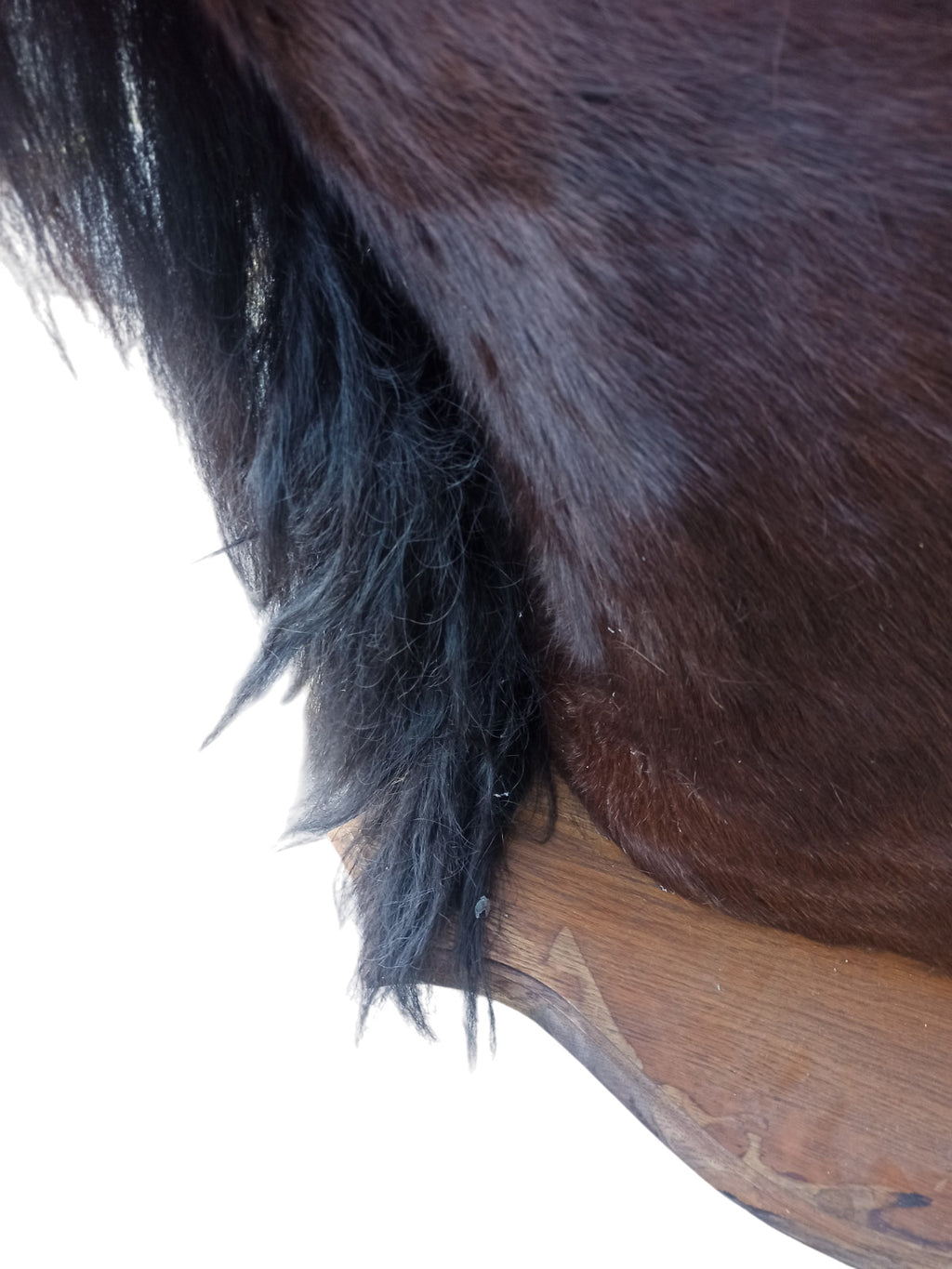 Très rare taxidermie Cabinet de curiosité grande tête trophée Cheval 1 mètre