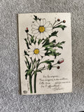 CPA marguerite illustrée message amour fleurs blanches carte postale ancienne
