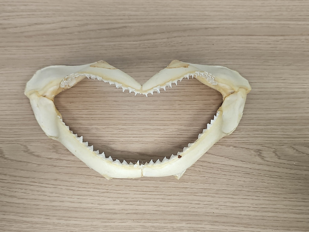 Mâchoire de requin ancien, dents visibles, vintage déco cabinet curiosités