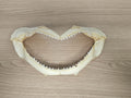 Mâchoire de requin ancien, dents visibles, vintage déco cabinet curiosités