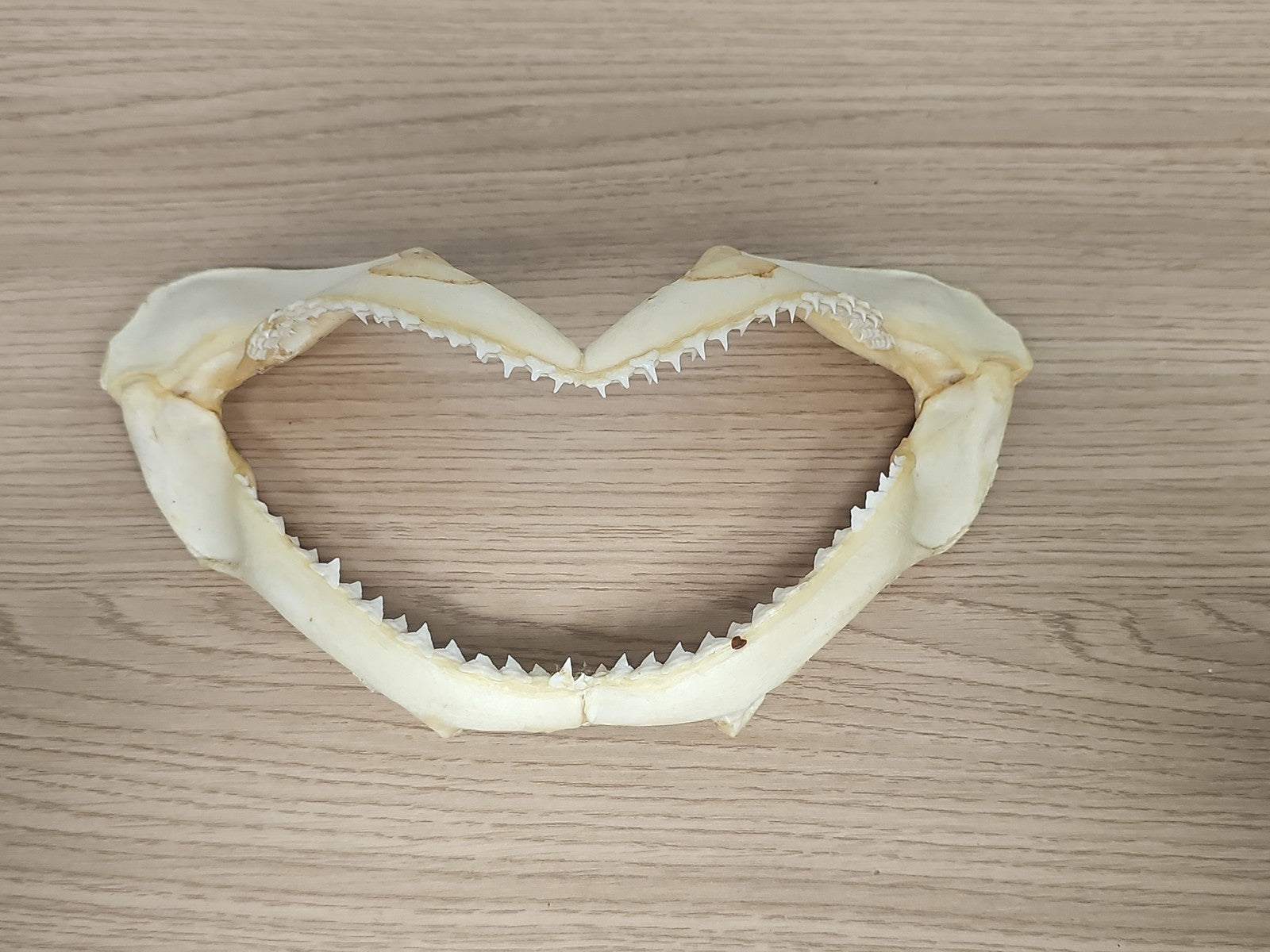 Mâchoire de requin ancien, dents visibles, vintage déco cabinet curiosités
