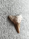 Fossile dent de requin triangulaire aspect minéral
