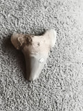 Dent fossile de requin aspect beige gris, fossile marin préhistorique