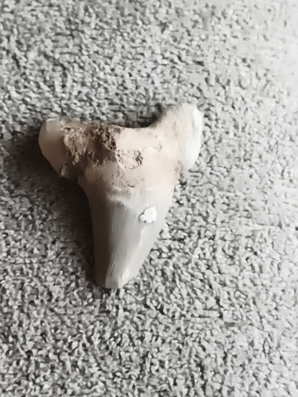 Dent fossile de requin aspect beige gris, fossile marin préhistorique