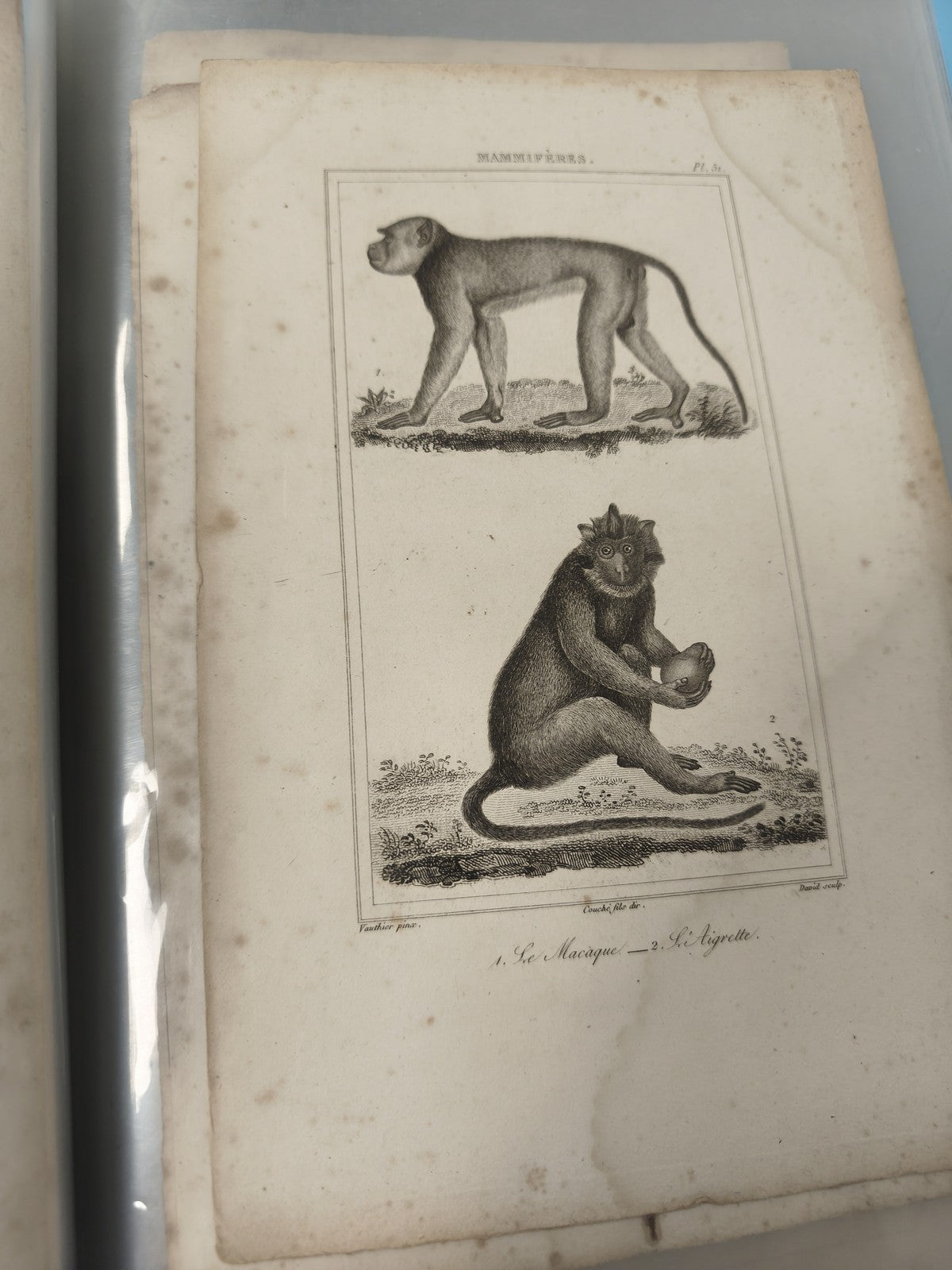 Ancienne gravure XIXe animalier singes ? Illustration d?époque, déco cabinet cur