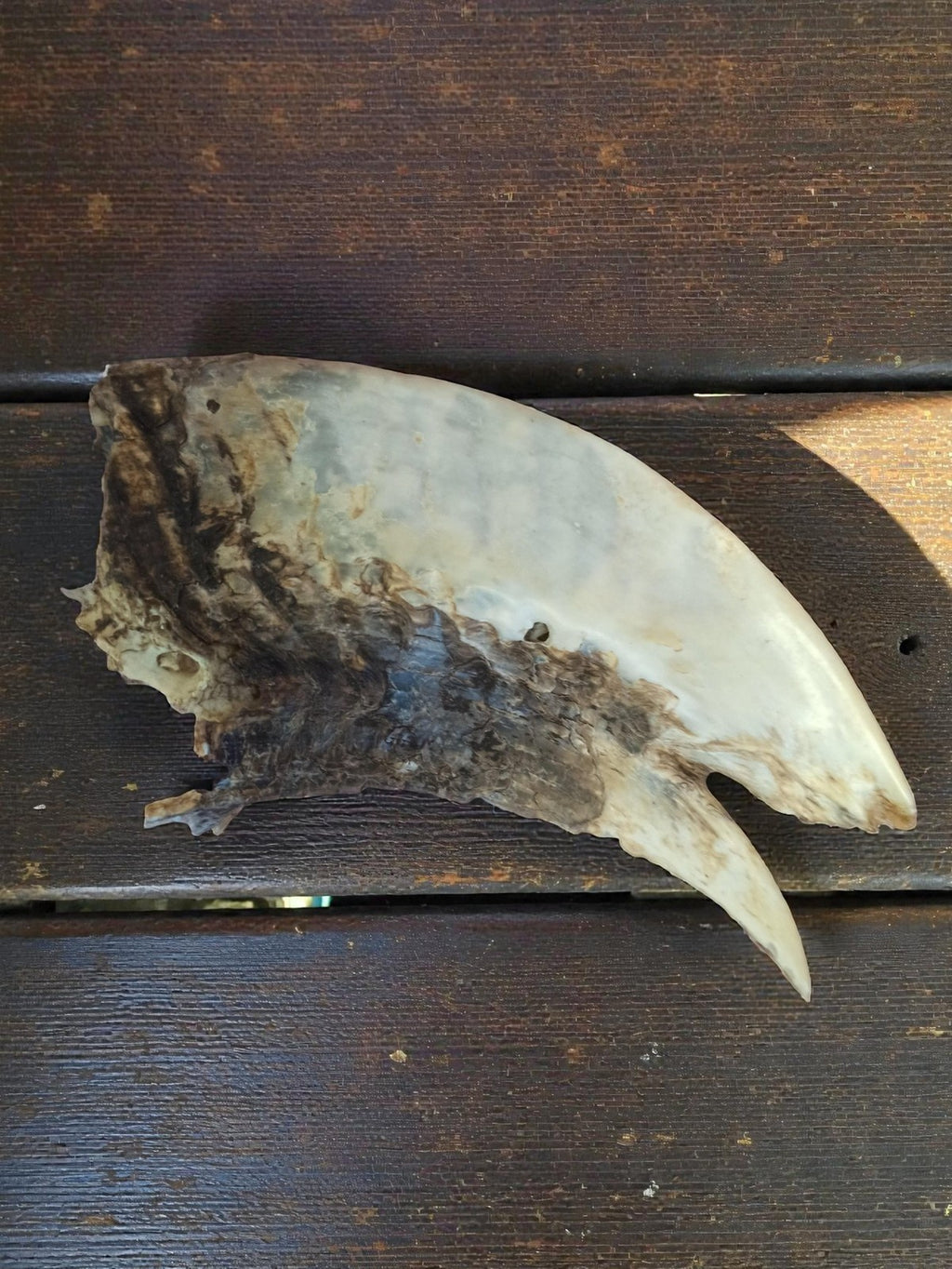 Bec ancien d’oiseau marin taxidermie vintage cabinet curiosités déco