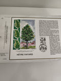 Feuillet philatélique CEF HÊTRE FAYARD timbre illustré botanique