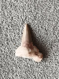Dent fossile de requin aspect beige gris fossile naturel paléontologie