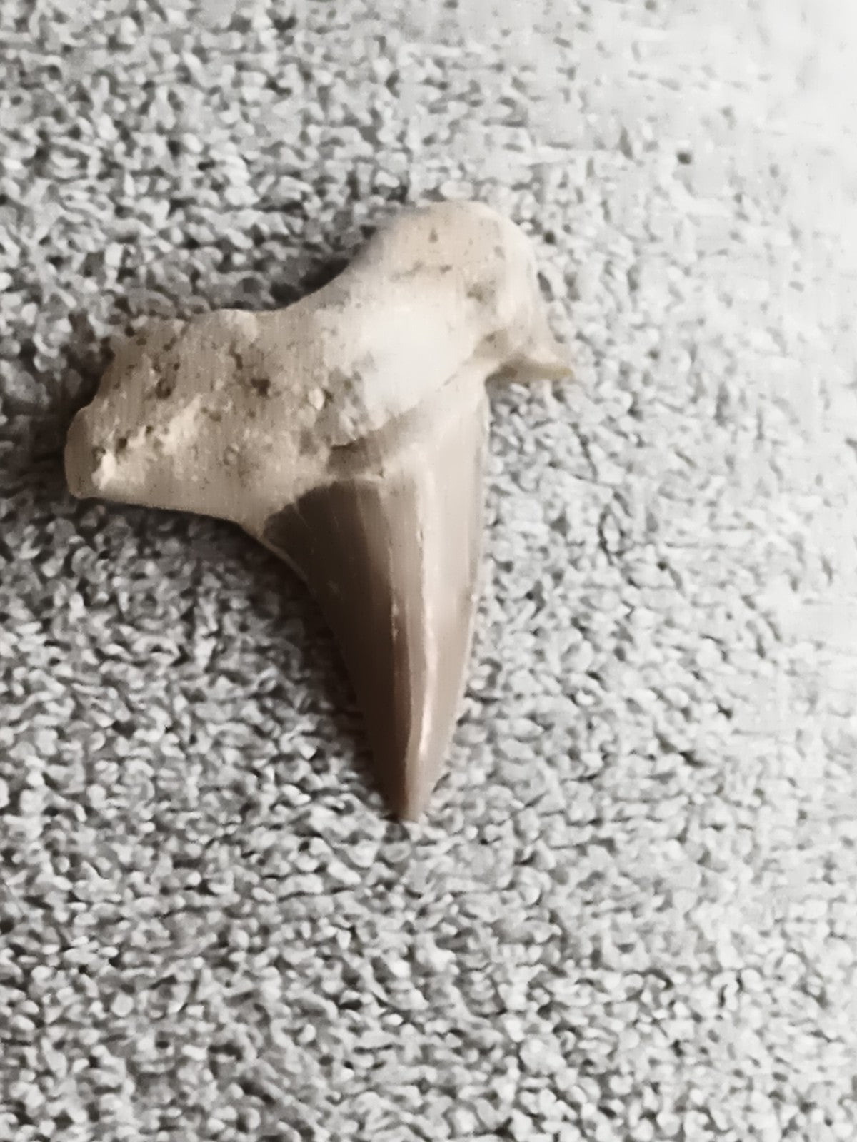 Fossile dent de requin beige aspect naturel préhistoire paléontologie
