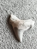 Fossile dent de requin aspect naturel minéral paléontologie déco