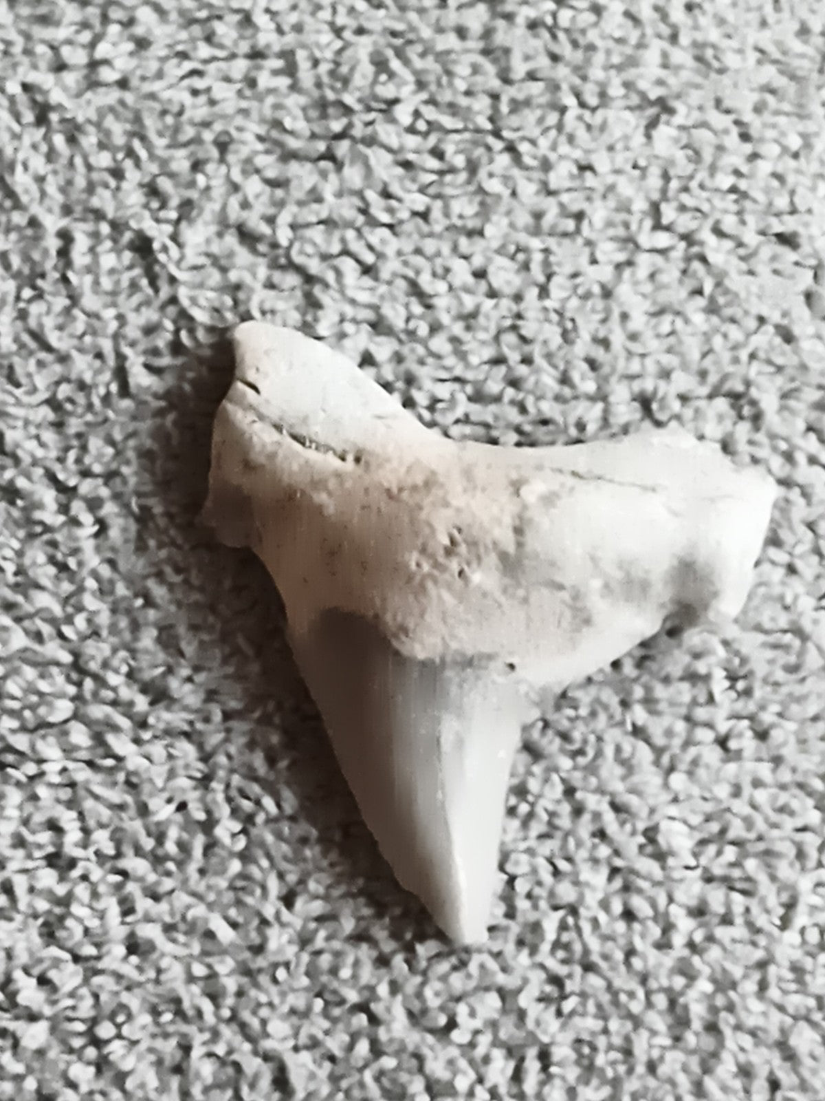 Fossile dent de requin aspect naturel minéral paléontologie déco