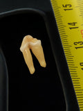 Dent de mammifère ancien, cabinet de curiosités, racines apparentes, vintage